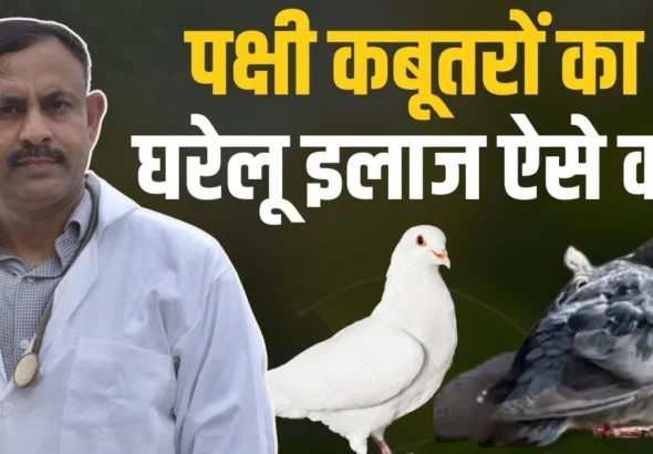 How to treat pigeons at home