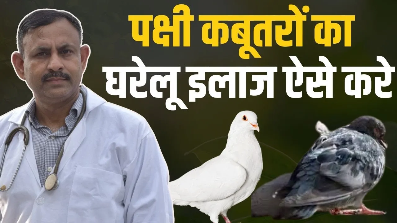 How to treat pigeons at home