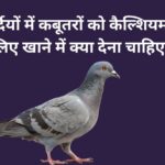 What should pigeons be fed in winter for calcium