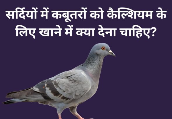 What should pigeons be fed in winter for calcium