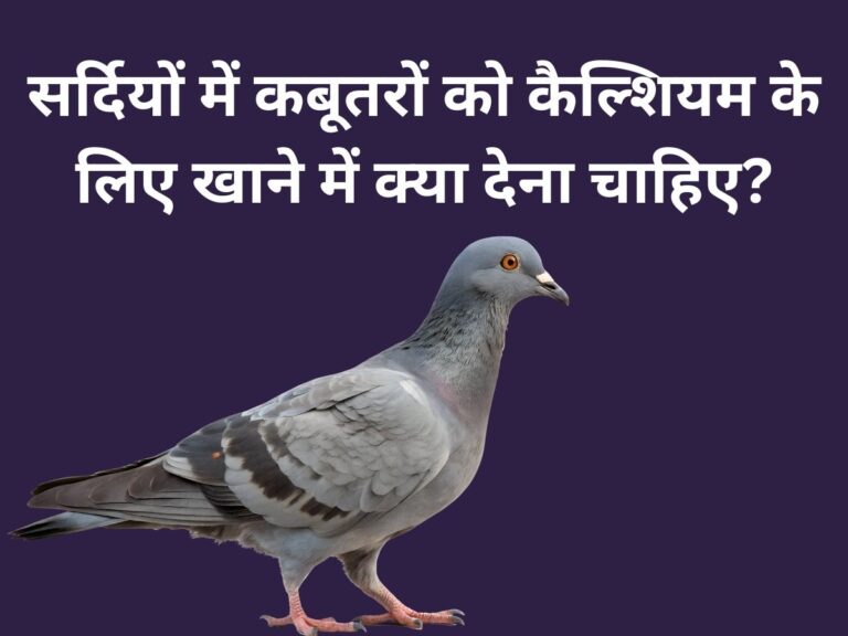 What should pigeons be fed in winter for calcium
