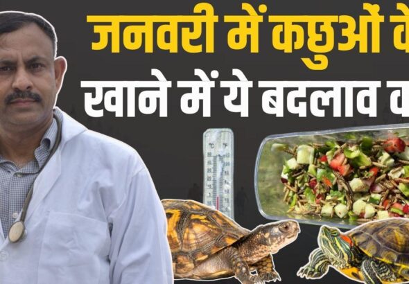 tortoise diet in winter, january tortoise food, turtle winter care, tortoise feeding tips, winter care for turtles, tortoise metabolism in cold, calcium for tortoise, tortoise hydration tips