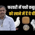 Feed these things to birds and pigeons in February