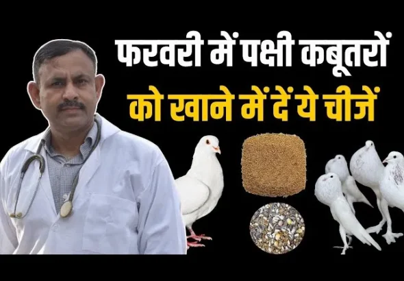 Feed these things to birds and pigeons in February