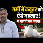 How to Bathe Pigeons