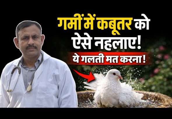 How to Bathe Pigeons