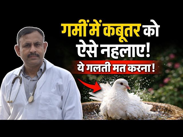 How to Bathe Pigeons