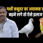 If the weight of a bird or pigeon suddenly increases, then treat it like this