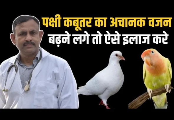 If the weight of a bird or pigeon suddenly increases, then treat it like this