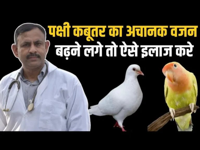 If the weight of a bird or pigeon suddenly increases, then treat it like this