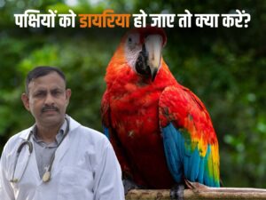 What to do if birds have diarrhea