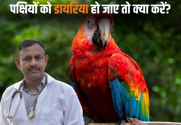 What to do if birds have diarrhea