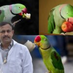 parrot diet