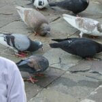 summer-diet-tips-for-pigeons