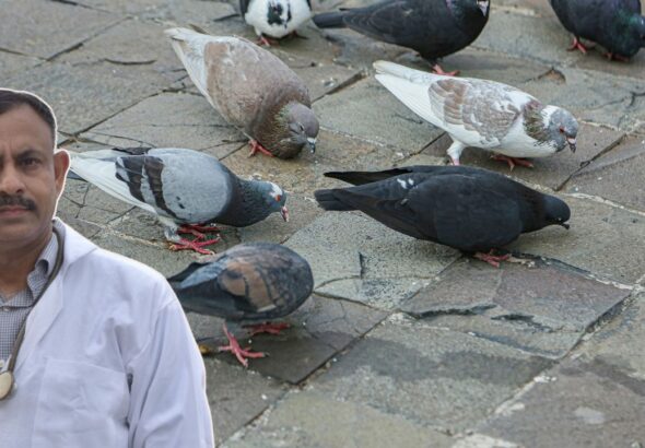 summer-diet-tips-for-pigeons