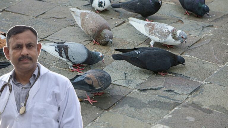 summer-diet-tips-for-pigeons