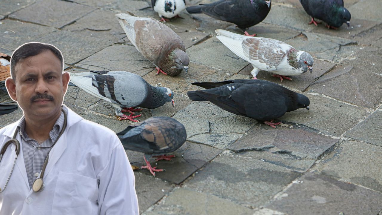 summer-diet-tips-for-pigeons