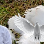 Bird Feather Plucking