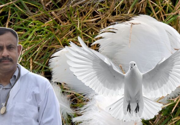 Bird Feather Plucking