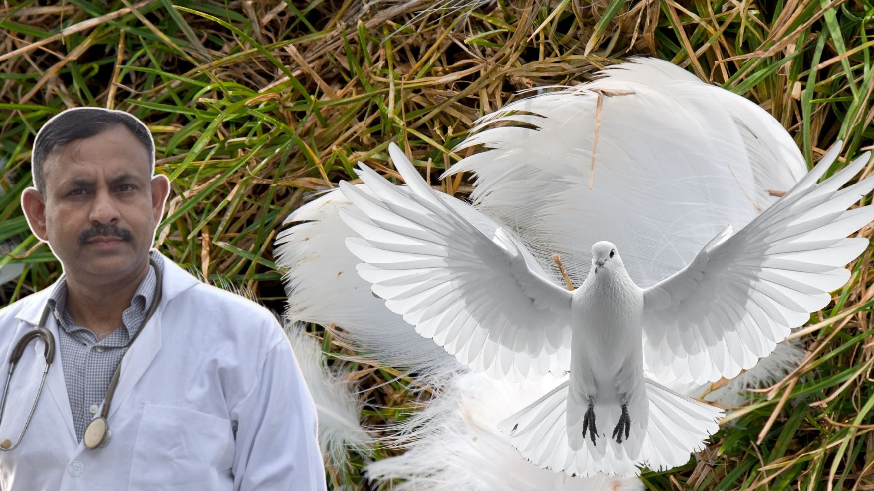 Bird Feather Plucking
