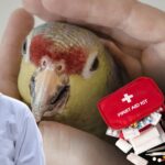 Emergency Bird Care