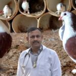 Make these changes in the food of bird pigeons in the month of March - Dr Nagender Yadav