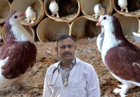 Make these changes in the food of bird pigeons in the month of March - Dr Nagender Yadav