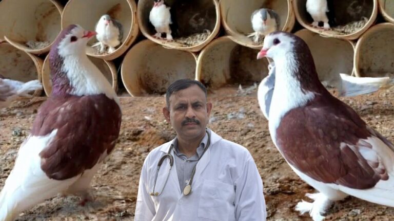 Make these changes in the food of bird pigeons in the month of March - Dr Nagender Yadav