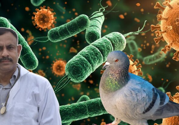 Pigeon Paramyxovirus