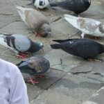 Pigeon care in summer
