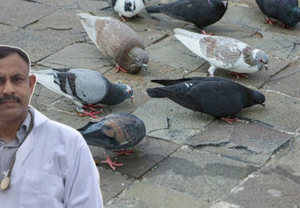 Pigeon care in summer