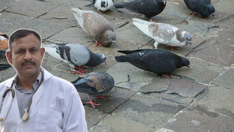 Pigeon care in summer