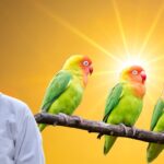 Summer Care Tips for Pet Birds