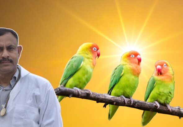 Summer Care Tips for Pet Birds