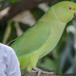 best diet for parrots
