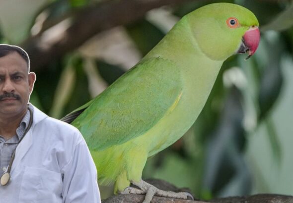 best diet for parrots