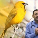 heat stroke in birds