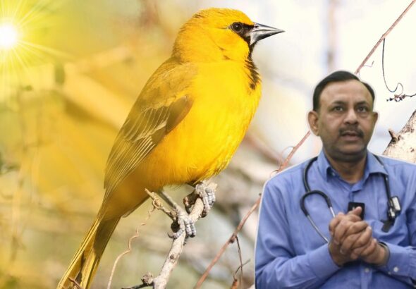 heat stroke in birds