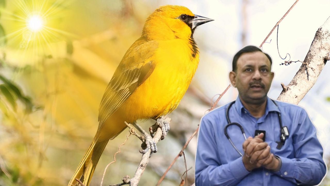 heat stroke in birds
