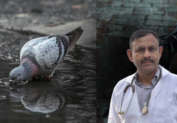 how to prevent dehydration in pigeons