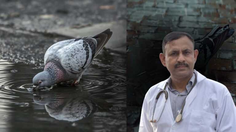 how to prevent dehydration in pigeons