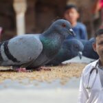 pigeon disease symptoms
