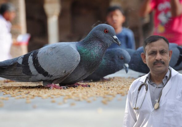 pigeon disease symptoms