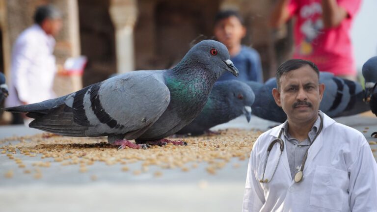 pigeon disease symptoms