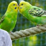 Budgies Immunity Boost