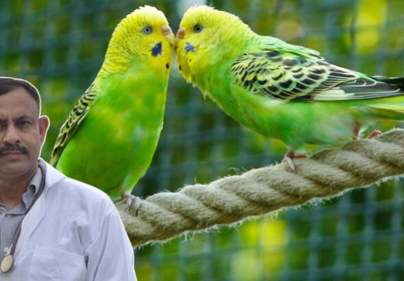 Budgies Immunity Boost