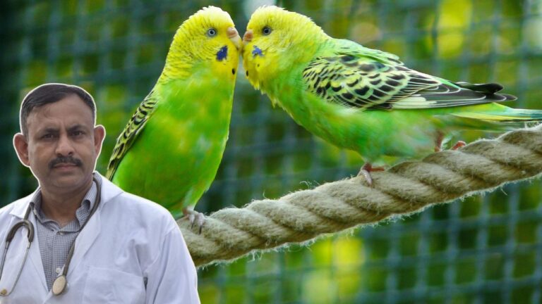 Budgies Immunity Boost