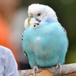 Budgies Training Guide