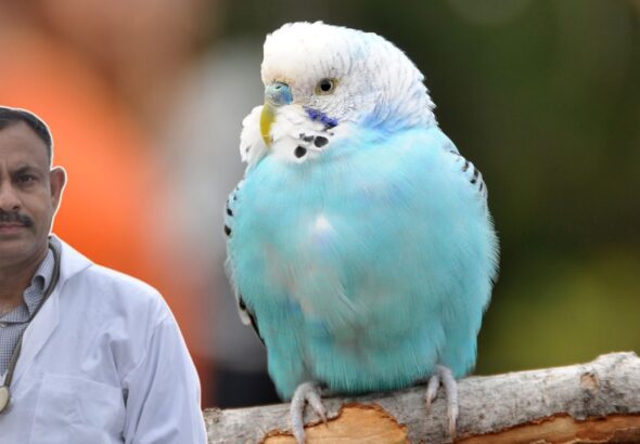 Budgies Training Guide