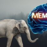 Elephant Memory Facts